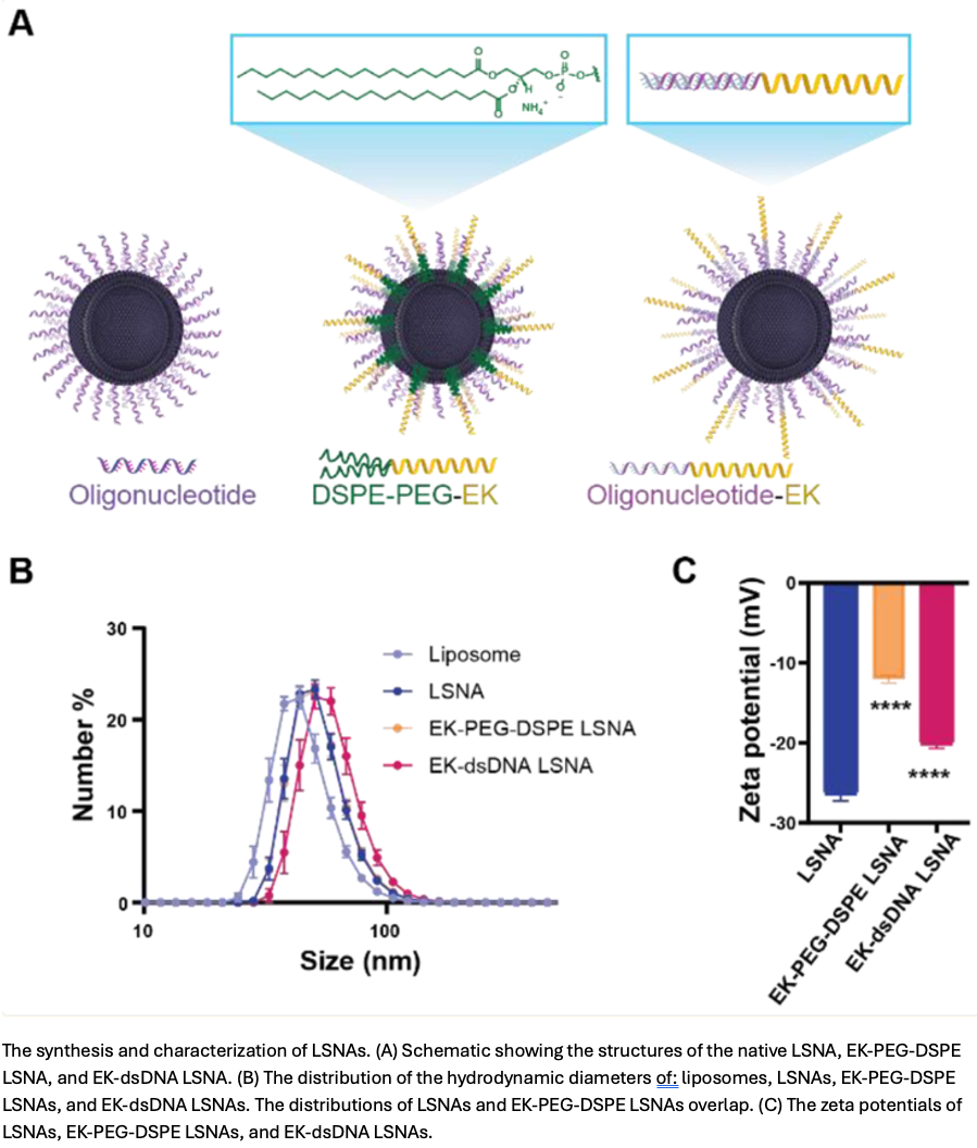 The synthesis and characterization of LSNAs.