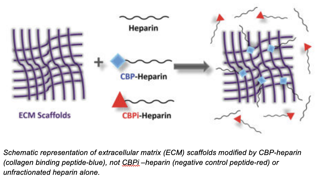 Schematic representation of extracellular matrix (ECM) scaffolds modified by CBP-heparin (collagen binding peptide-blue), not CBPi –heparin (negative control peptide-red) or unfractionated heparin alone.
