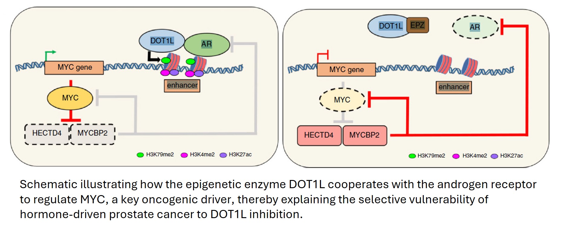 Schematic illustrating how the epigenetic enzyme DOT1L cooperates with the androgen receptor to regulate MYC, a key oncogenic driver, thereby explaining the selective vulnerability of hormone-driven prostate cancer to DOT1L inhibition.