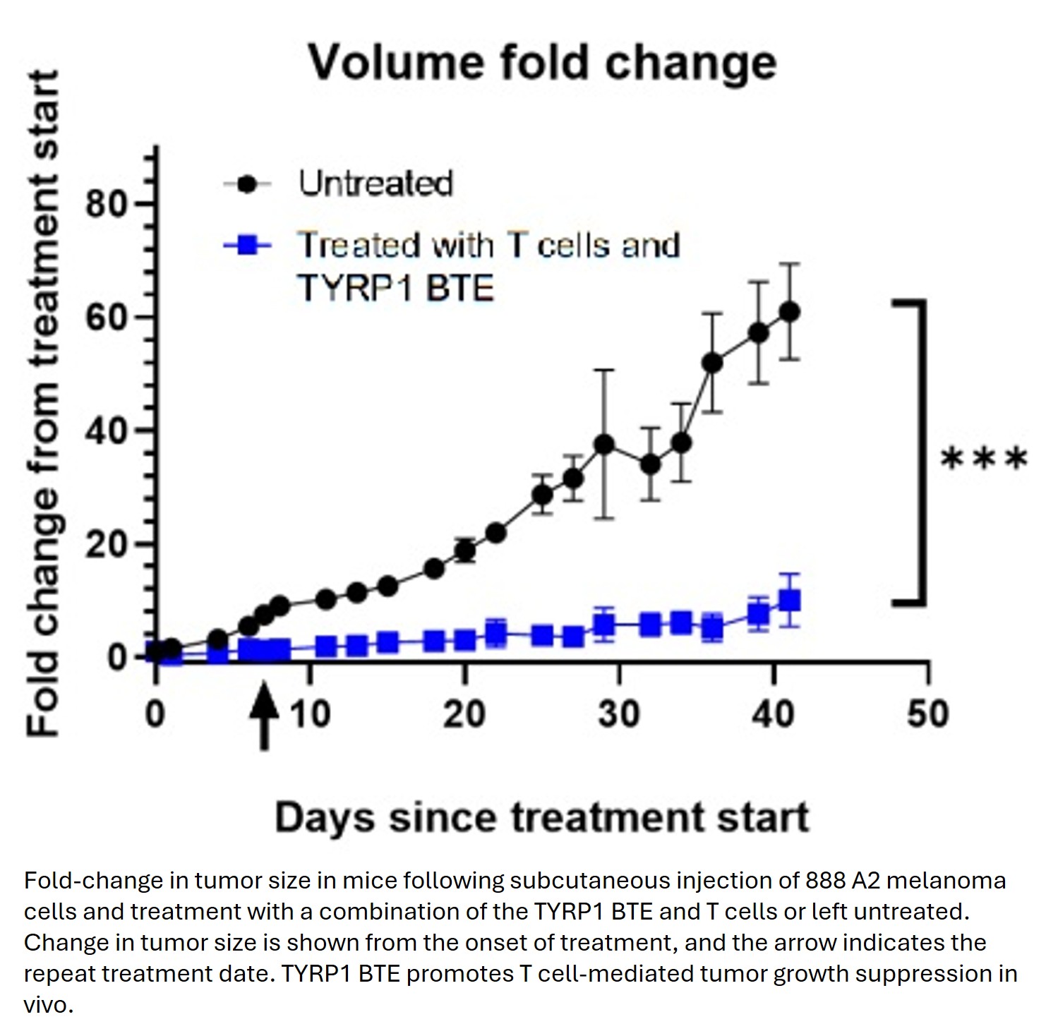 Fold-change in tumor size in mice following subcutaneous injection of 888 A2 melanoma cells and treatment with a combination of the TYRP1 BTE and T cells or left untreated. Change in tumor size is shown from the onset of treatment, and the arrow indicates the repeat treatment date. TYRP1 BTE promotes T cell-mediated tumor growth suppression in vivo. 
