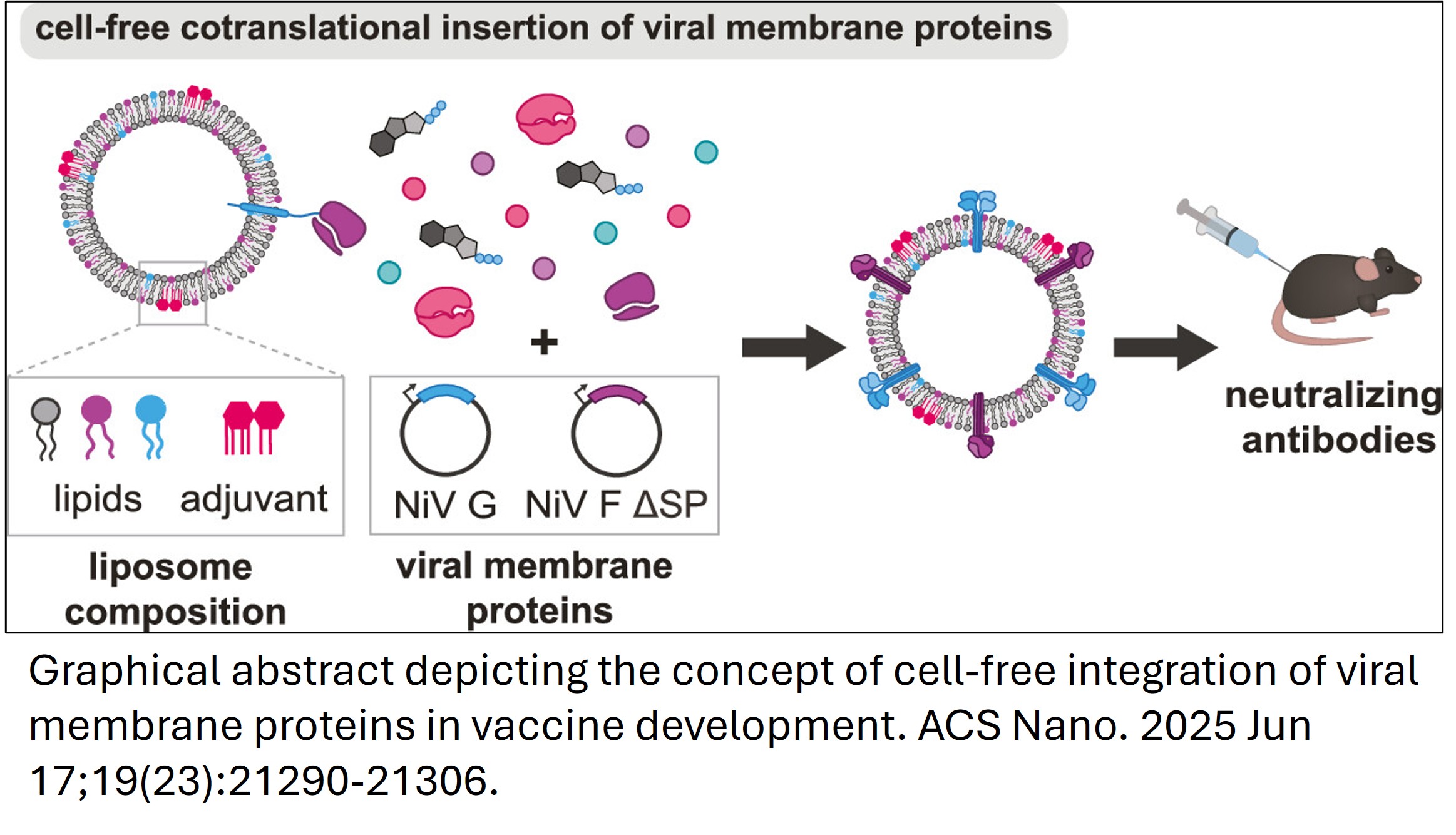 Graphical abstract depicting the concept of cell-free integration of viral membrane proteins in vaccine development. 