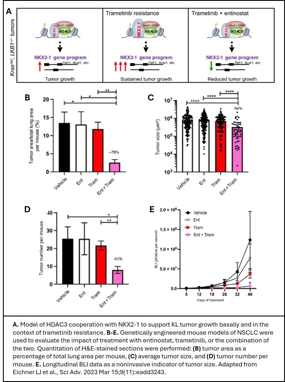 A. Model of HDAC3 cooperation with NKX2-1 to support KL tumor growth basally and in the context of trametinib resistance. B-E. Genetically engineered mouse models of NSCLC were used to evaluate the impact of treatment with entinostat, trametinib, or the combination of the two. Quantitation of H&E-stained sections were performed: (B) tumor area as a percentage of total lung area per mouse, (C) average tumor size, and (D) tumor number per mouse. E. Longitudinal BLI data as a noninvasive indicator of tumor size. Adapted from Eichner LJ et al., Sci Adv. 2023 Mar 15;9(11):eadd3243. 
