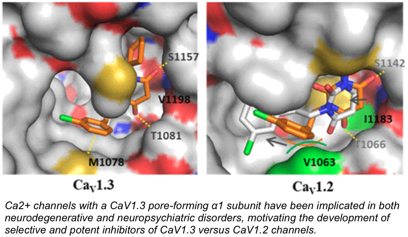Ca2+ channels with a CaV1.3 pore-forming α1 subunit have been implicated in both neurodegenerative and neuropsychiatric disorders, motivating the development of selective and potent inhibitors of CaV1.3 versus CaV1.2 channels, the calcium channels implicated in hypertensive disorders.