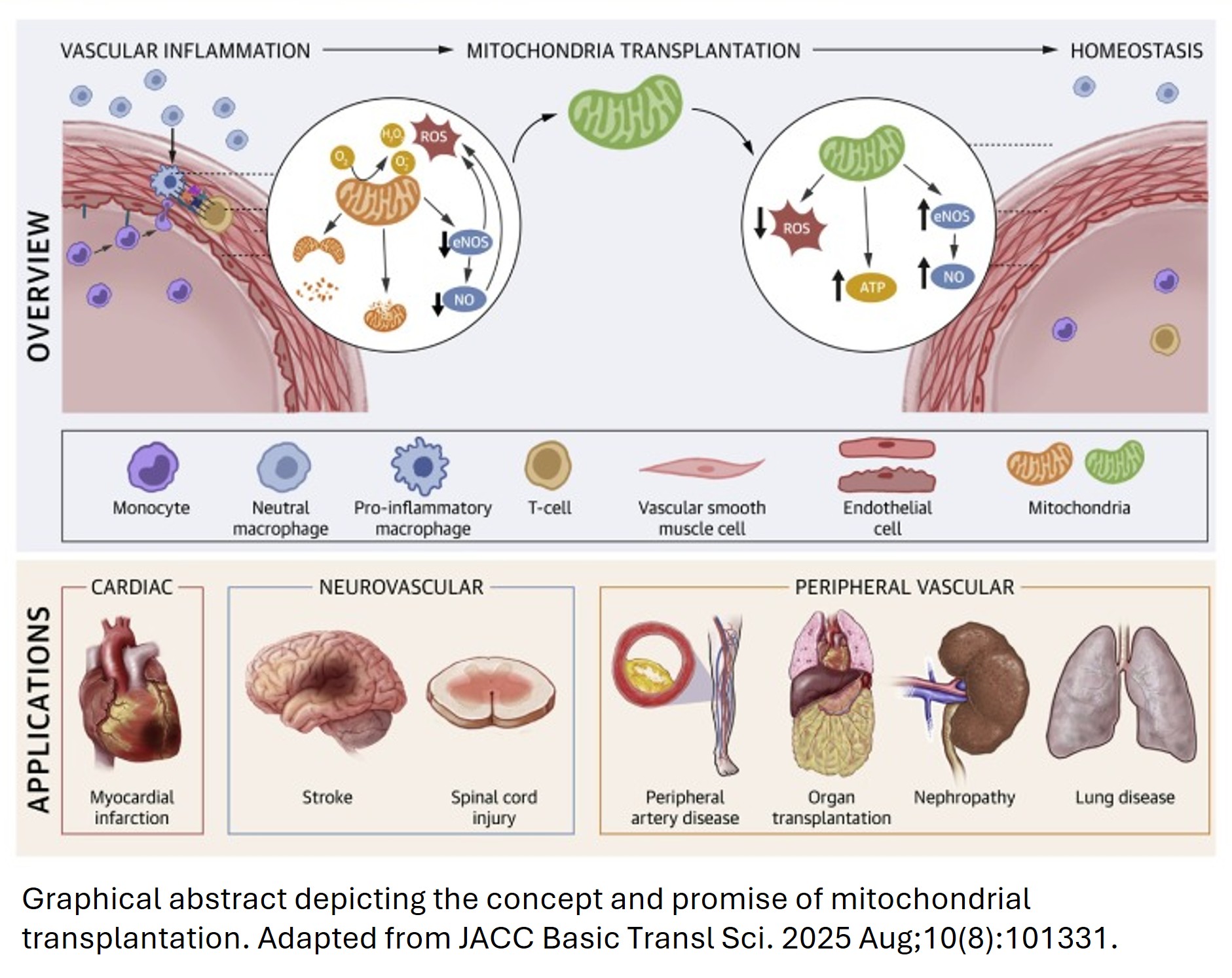 Graphical abstract.