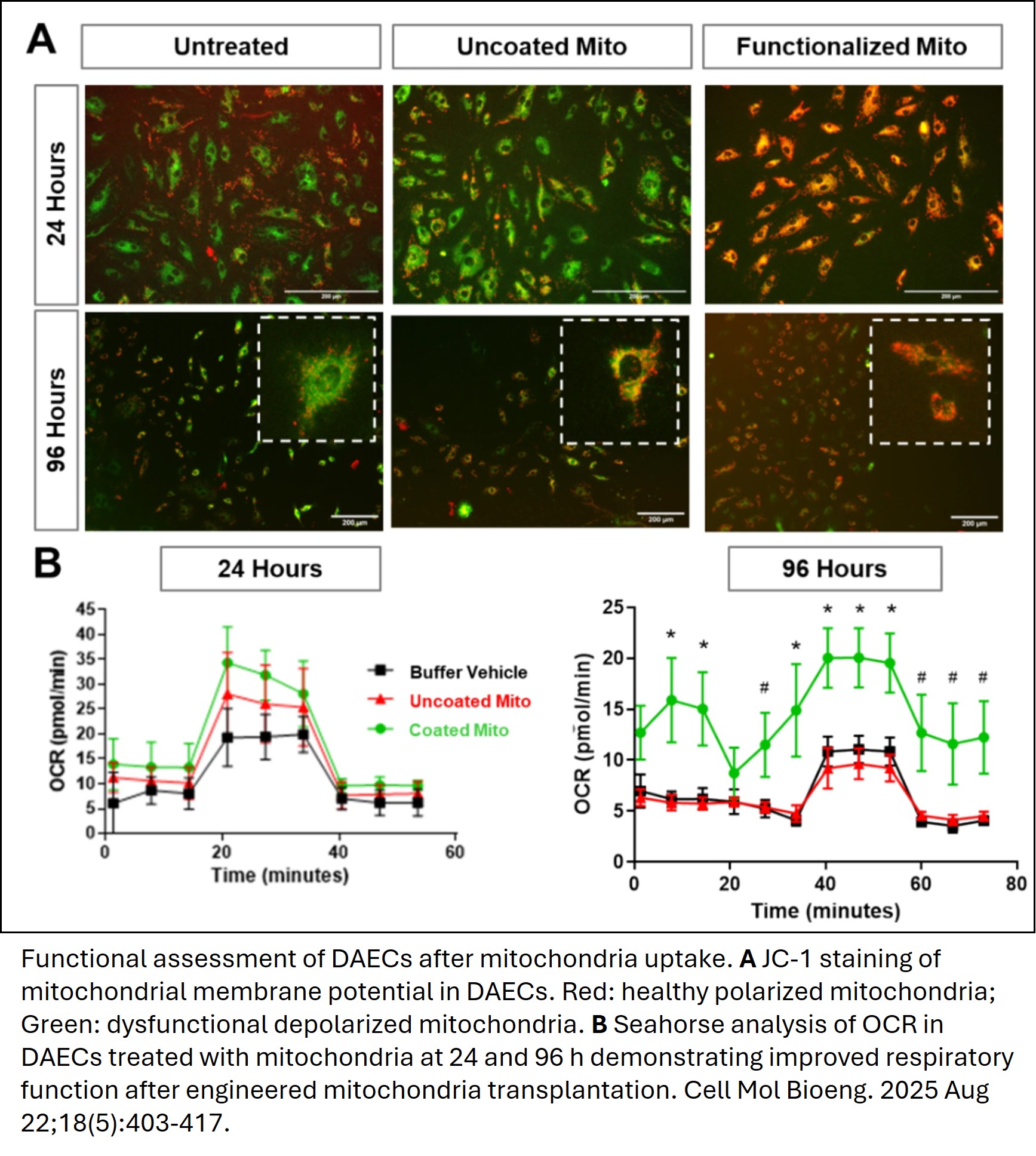 Functional assessment of DAECs after mitochondrial uptake.
