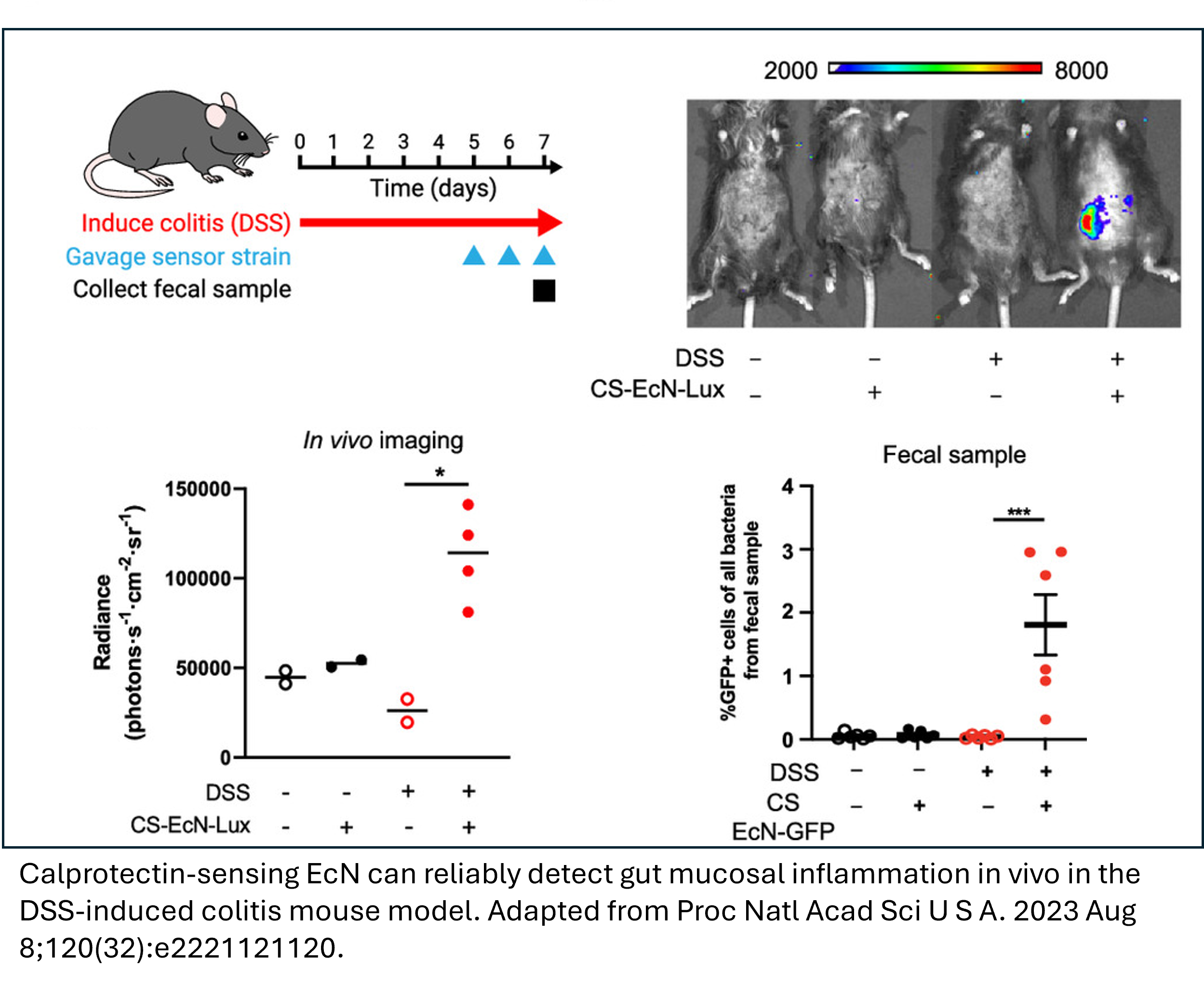 Calprotectin-sensing EcN can reliably detect gut mucosal inflammation in vivo in the DSS-induced colitis mouse model. 