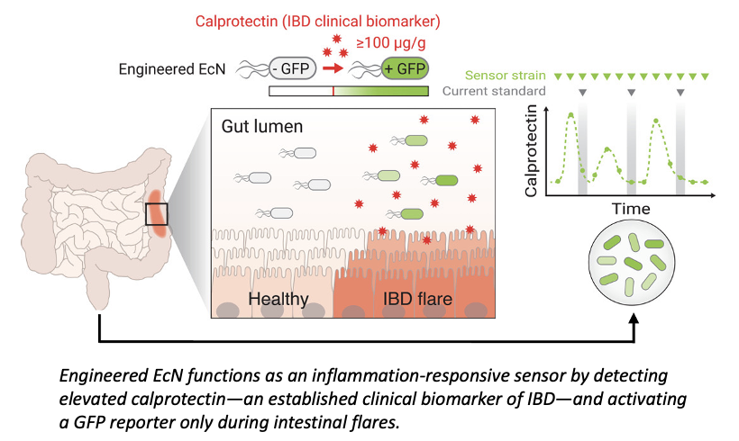Engineered E. coli Nissle 1917 (EcN) functions as an inflammation‑responsive sensor by detecting elevated calprotectin—an established clinical biomarker of IBD—and activating a GFP reporter only during intestinal flares. In healthy gut conditions, calprotectin levels remain low and the sensor strain stays inactive, whereas during an IBD flare, high calprotectin triggers GFP expression, enabling localized, real‑time reporting of disease activity.