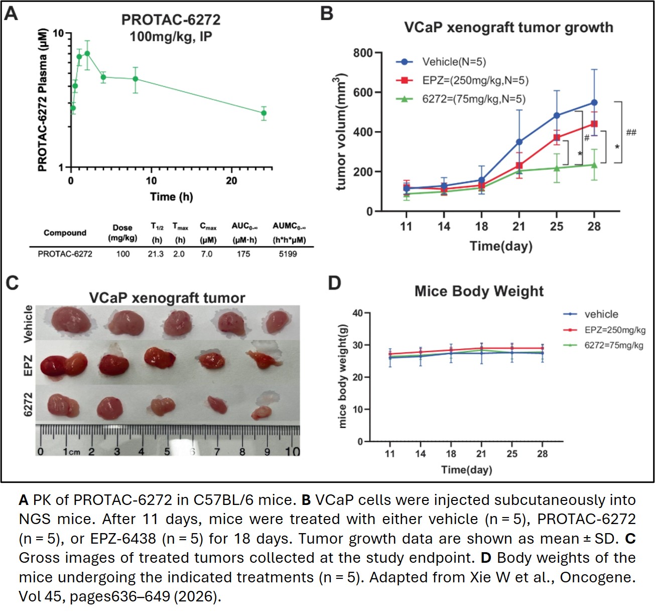 A PK of PROTAC-6272 in C57BL/6 mice. B VCaP cells were injected subcutaneously into NGS mice. After 11 days, mice were treated with either vehicle (n = 5), PROTAC-6272 (n = 5), or EPZ-6438 (n = 5) for 18 days. Tumor growth data are shown as mean ± SD. C Gross images of treated tumors collected at the study endpoint. D Body weights of the mice undergoing the indicated treatments (n = 5). Adapted from Xie W et al., Oncogene. Vol 45, pages636–649 (2026).